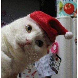 Meet your Posher, Holly